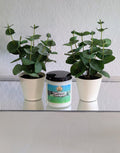 Peppermint & Eucalyptus